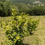 Podere Groppini ファームステイ フィヴィッツァーノ