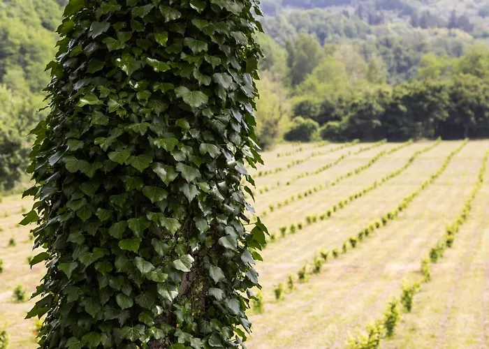 Podere Groppini Feriegård *