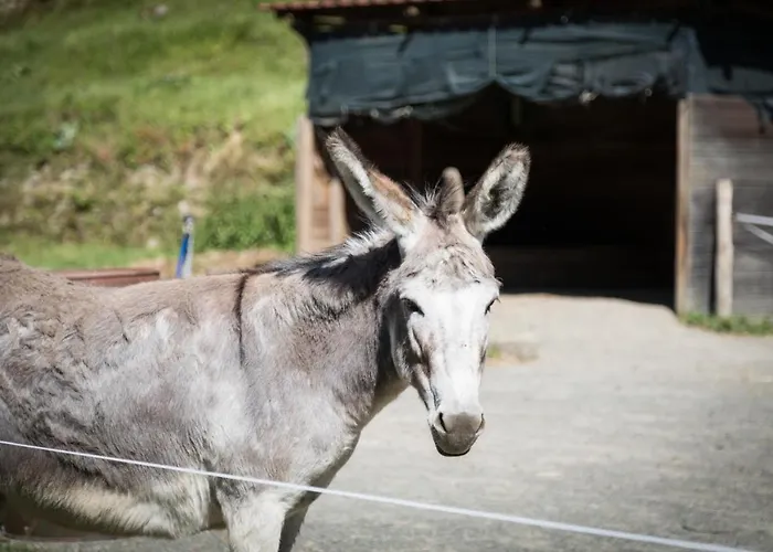 בית חווה Podere Groppini פיביצאנו
