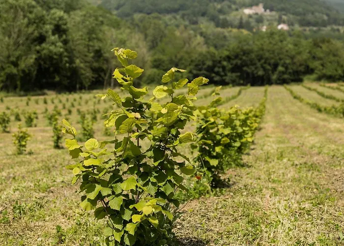 Podere Groppini בית חווה פיביצאנו